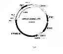 Fig. 04 - Method for producing web protein, a fused protein, recombinant DNA, an expression vector, a host cell and strain-producers