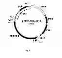 Fig. 05 - Method for producing web protein, a fused protein, recombinant DNA, an expression vector, a host cell and strain-producers
