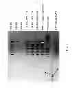 Fig. 06 - Method for isolating nucleic acids comprising the use of ethylene glycol multimers
