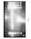 Fig. 07 - Method for isolating nucleic acids comprising the use of ethylene glycol multimers