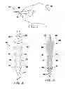 Fig. 02 - METHOD OF REDUCING SIDEWALL COMPACTION IN A BONE OR ARTICULAR JOINT PENETRATION