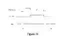 Fig. 19 - Digital control for pulse generators