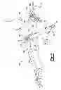 Fig. 04 - Scaffold for spring ligament repair