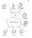 Fig. 01 - Method of Second Price Auction with Monopoly Reserve Price and Apparatus Conducting the Same