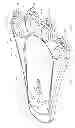 Fig. 02 - LIGHTED CHILD'S SNOWSHOE
