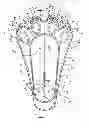 Fig. 04 - LIGHTED CHILD'S SNOWSHOE