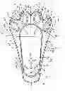 Fig. 06 - LIGHTED CHILD'S SNOWSHOE