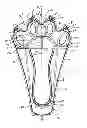 Fig. 08 - LIGHTED CHILD'S SNOWSHOE