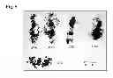Fig. 06 - COMPOSITIONS AND METHODS FOR LEACH EXTRACTION OF MICROORGANISMS