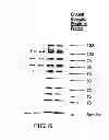 Fig. 05 - Methods for production of proteins
