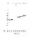 Fig. 10 - Methods for production of proteins