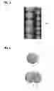 Fig. 05 - COMPOSITE MICROORGANISM REACTOR, AND APPARATUS AND METHOD FOR WATER TREATMENT USING THE SAME