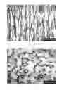 Fig. 13 - Aligned Graphene Sheets-Polymer Composite and Method for Manufacturing the Same