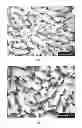 Fig. 16 - Aligned Graphene Sheets-Polymer Composite and Method for Manufacturing the Same
