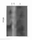 Fig. 06 - Semiconductor device and method of manufacturing the device