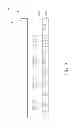 Fig. 03 - Display method of a two-dimensional and naked eye type stereoscopic switchable display device