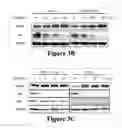 Fig. 06 - Androgen Suppression, Prostate-Specific Membrane Antigen and the Concept of Conditionally Enhanced Vulnerability