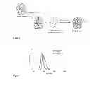 Fig. 02 - MAGNETIC FLUID NANOSYSTEM