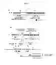Fig. 02 - Method for increasing granulocyte number in a patient by administering superactive IL-33 fragments