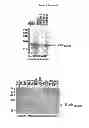 Fig. 08 - Method for increasing granulocyte number in a patient by administering superactive IL-33 fragments