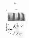 Fig. 10 - Method for increasing granulocyte number in a patient by administering superactive IL-33 fragments