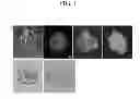 Fig. 02 - Composition for preventing or treating AIDS containing plant stem cell line derived from cambium of Panax ginseng including wild ginseng or ginseng as active ingredient