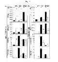 Fig. 02 - Tissue-engineered endothelial and epithelial implants repair multilaminate tubular airway structure