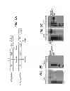 Fig. 06 - Biotherapy for pain