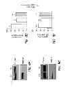 Fig. 09 - Biotherapy for pain