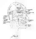 Fig. 03 - Botulinum toxin treatment of anxiety and bipolar disorders