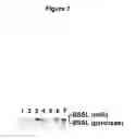 Fig. 09 - Methods for treating juvenile arthritis with ant-bile salt-stimulated lipase (BSSL) antibodies