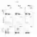 Fig. 16 - HERV-K antigens, antibodies, and methods