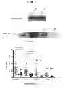 Fig. 33 - HERV-K antigens, antibodies, and methods