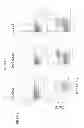 Fig. 58 - HERV-K antigens, antibodies, and methods