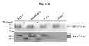 Fig. 67 - HERV-K antigens, antibodies, and methods