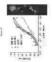 Fig. 75 - HERV-K antigens, antibodies, and methods
