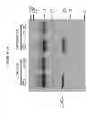 Fig. 93 - HERV-K antigens, antibodies, and methods