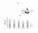 Fig. 09 - Ophthalmic device, and method of use thereof, for increasing ocular boundary lubrication