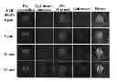 Fig. 01 - Medicinal carriers, and preparation method and uses thereof