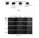 Fig. 04 - Medicinal carriers, and preparation method and uses thereof