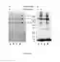 Fig. 07 - COMPOSITIONS AND METHODS FOR TREATMENT