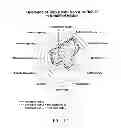 Fig. 32 - Methods for purifying steviol glycosides and uses of the same