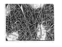 Fig. 01 - Polymer Webs Having Enhanced Softness