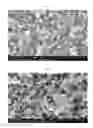 Fig. 02 - Nanocomposite cathode active material for lithium secondary batteries, method for preparing the same and lithium secondary batteries comprising the same