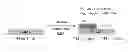 Fig. 01 - Spatial and temporal control of brush formation on surfaces