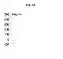 Fig. 09 - Dual-target biosensor cell assays