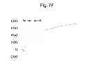 Fig. 14 - Dual-target biosensor cell assays