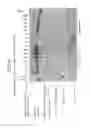 Fig. 41 - Recombinase polymerase amplification
