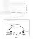 Fig. 04 - INTEGRATED METHOD OF PRODUCING CALCITE AND BIOMASS USING CYANOBACTERIA FOR ENERGY VALORIZATION AND MINERAL SEQUESTRATION OF CO2