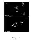 Fig. 11 - Method for preventing the unfolding of a (poly)peptide and/or inducing the (re-)folding of a (poly)peptide